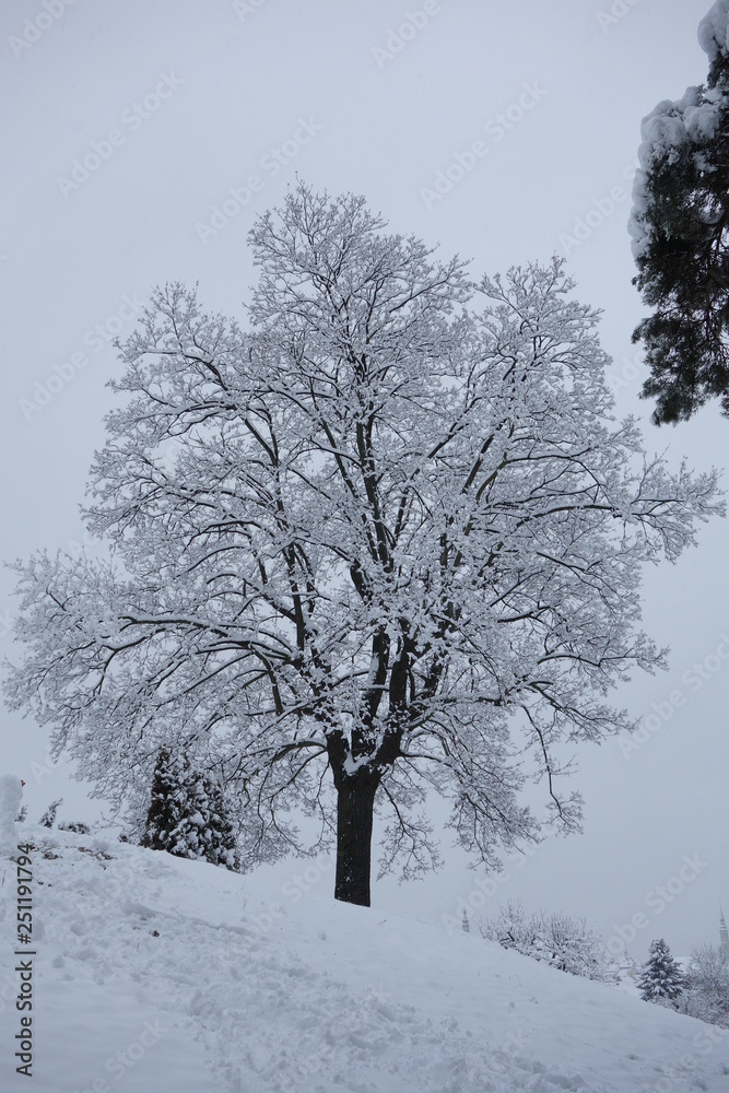 Fototapeta premium Baum im Schnee