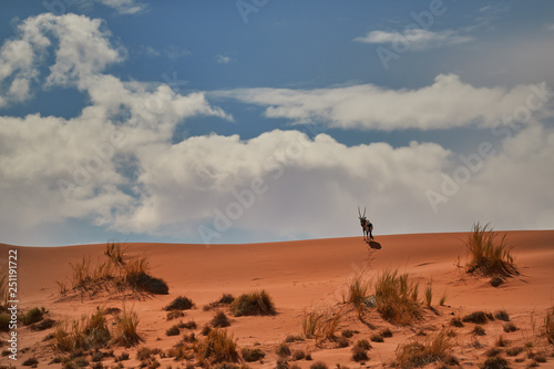 Picturesque Namib desert landscape  view on Gemsbok  Oryx gazella on the ridge of huge red dune against blue sky. Typical desert environment   Namib Naukluft National Park  Namibia.