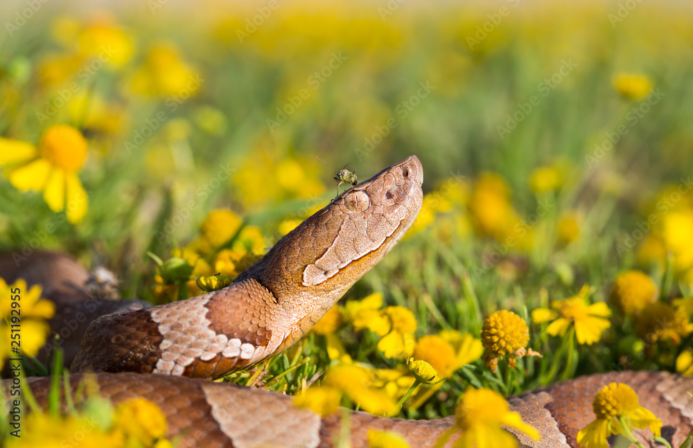 Copperhead, snake agkistrodon contortrix, A North American Venomous