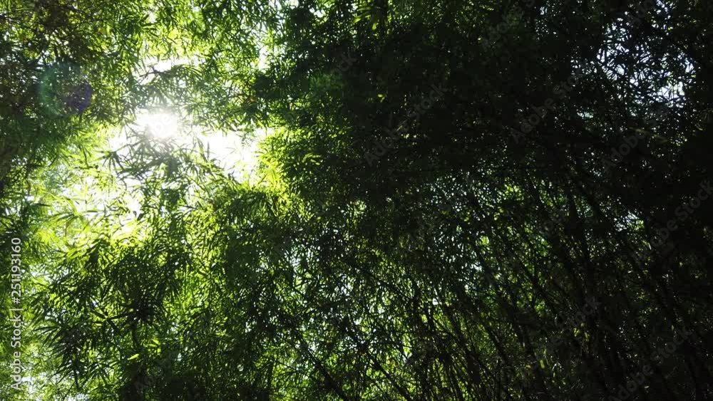 Bamboo forest with sunlight passing through leaves - gimbal shot