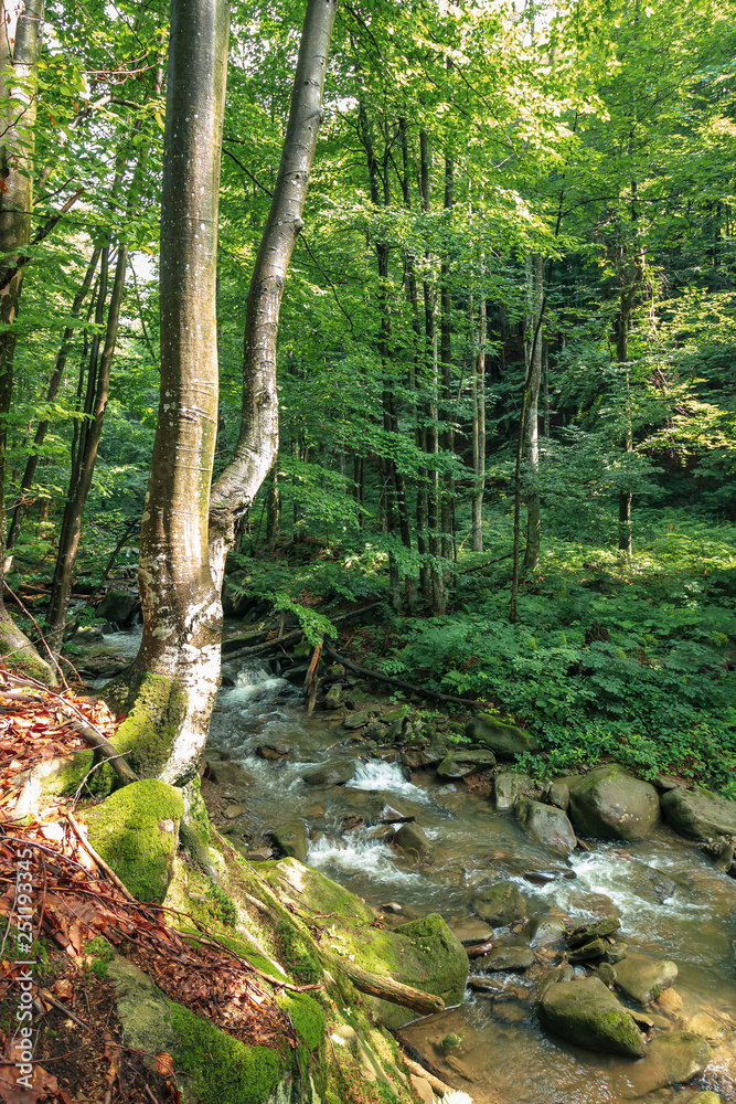 river among the rocks in the forest. tree on a cliff. freshness of beautiful nature scenery. sunny summer day. river among the rocks in the forest. tree on a cliff. freshness of beautiful nature scenery. sunny summer day.