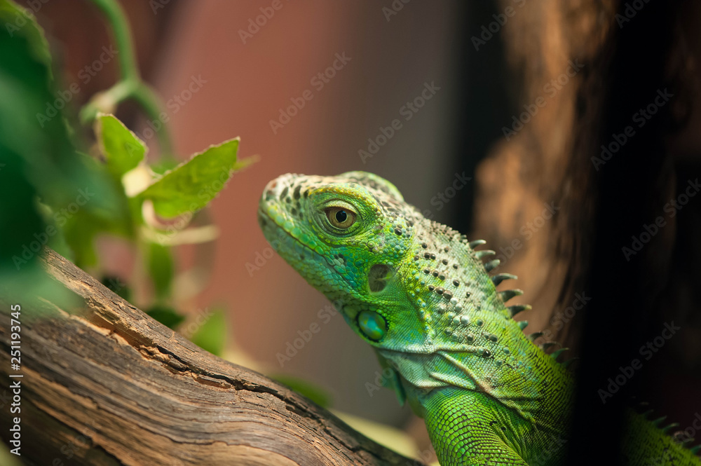 Fototapeta premium Small green iguana