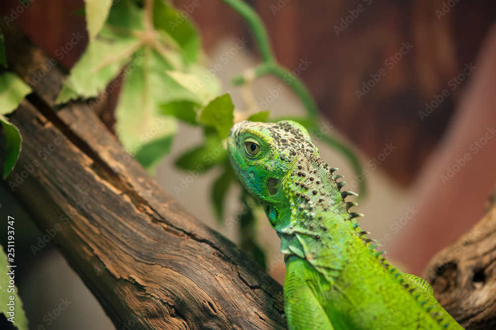 Fototapeta premium Small green iguana