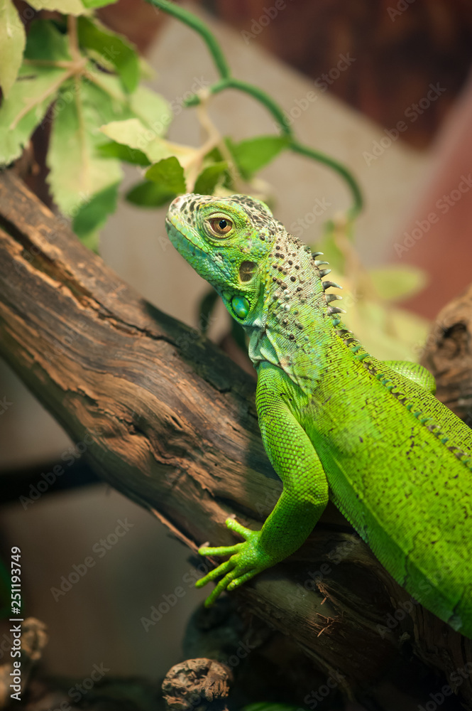 Obraz premium Small green iguana