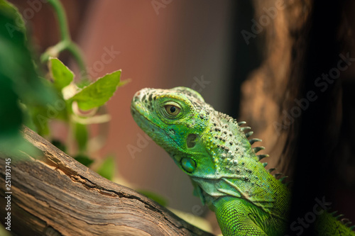 Small green iguana