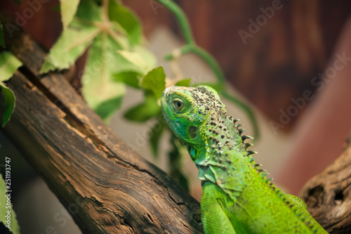 Small green iguana