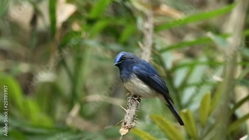 Hainan Blue Flycatcher on palm branch.