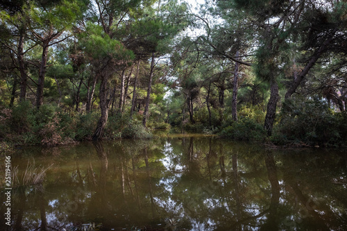 Pine Trees and Bushes by the Pond