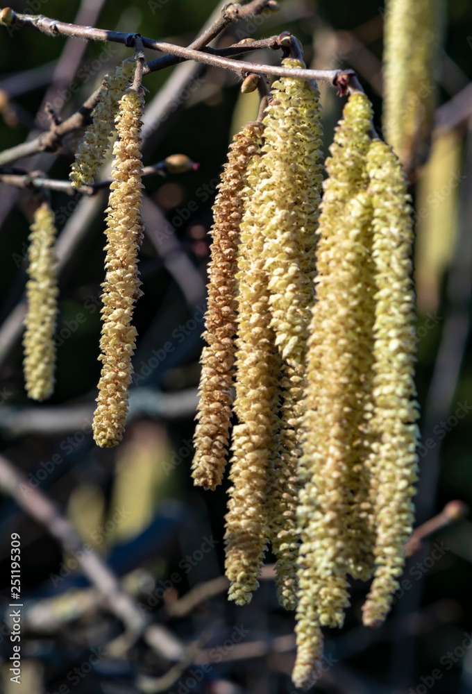 Macro shot of a male blossom of a hazelnut (Corylus avellana) in the sunshine with focus on the left site of the photo. Macro shot of a male blossom of a hazelnut (Corylus avellana) in the sunshine with focus on the left site of the photo.