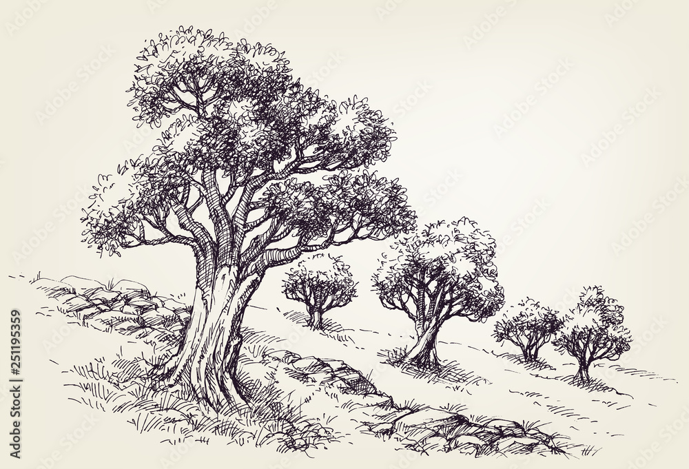 Olive trees orchard hand drawing