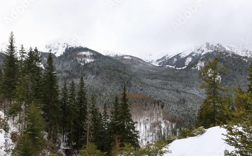 The mountain forest in winter © castenoid
