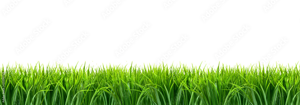 Obraz premium Trawa panorama z białym tłem