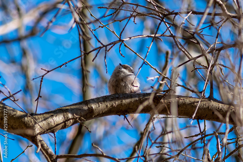 cute little bird sitting on the branch