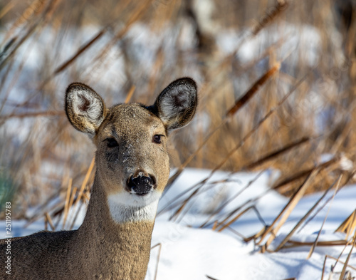 Fotografie Doe in the bullrushes