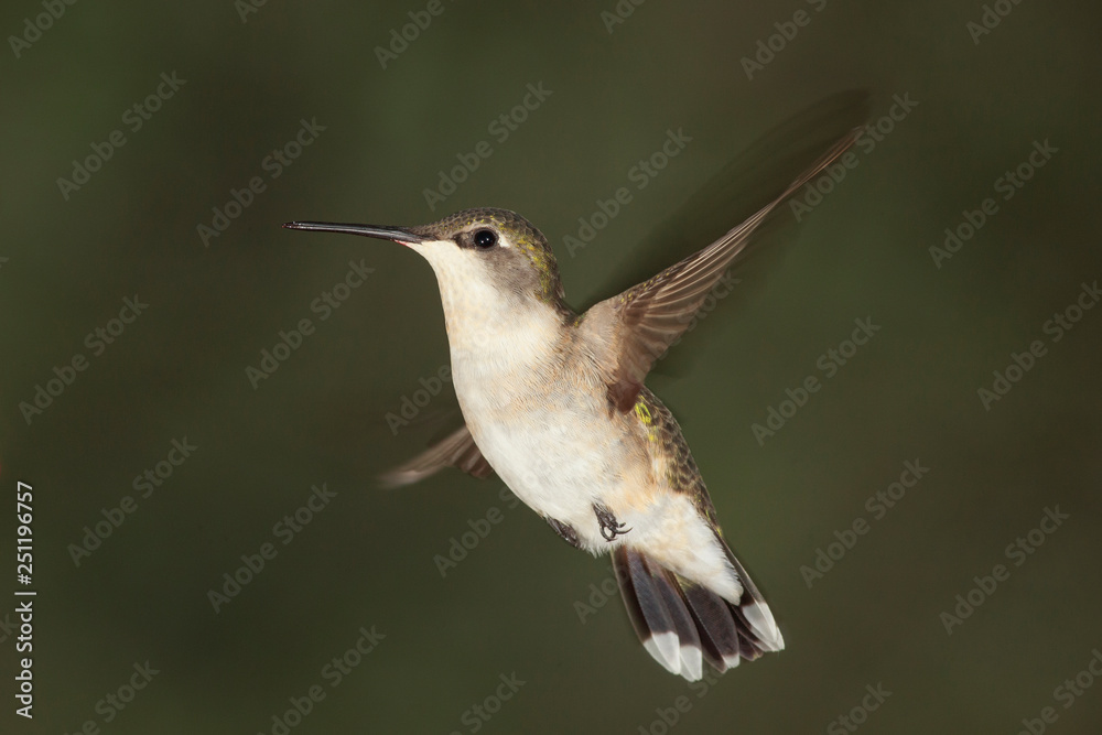 Obraz premium Ruby Throat Hummingbird flying