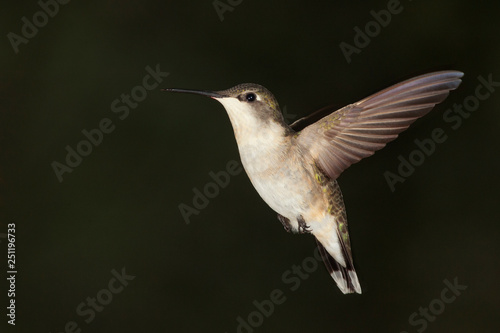 Ruby Throat Hummingbird flying