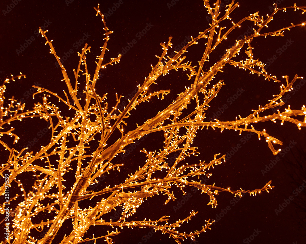 Tree branches glow with lights at night