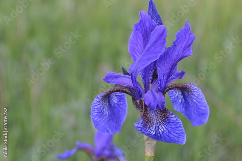 blue iris in the garden