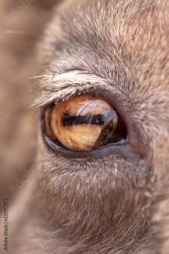 The eye of a goat