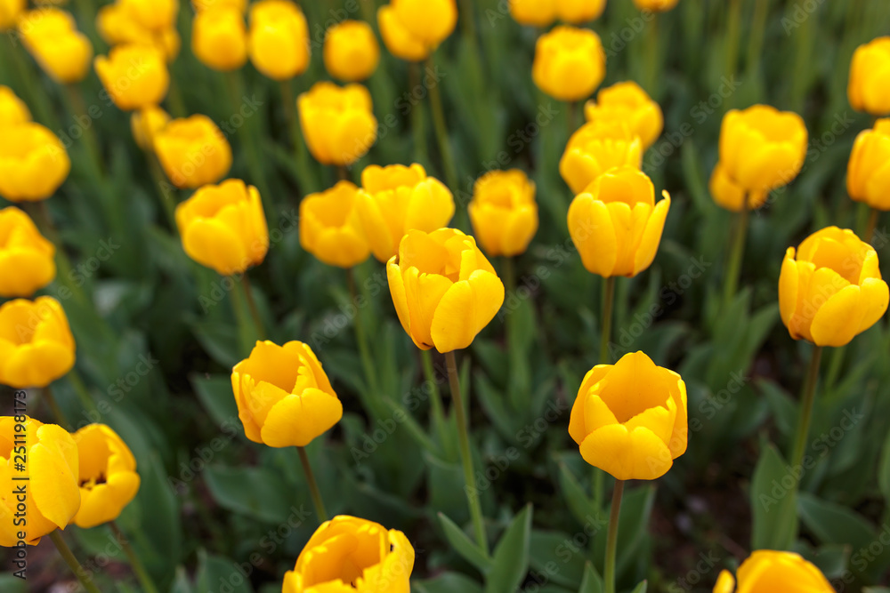 Yellow tulips in the park as background