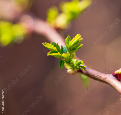 The leaves on the bud of the tree in spring