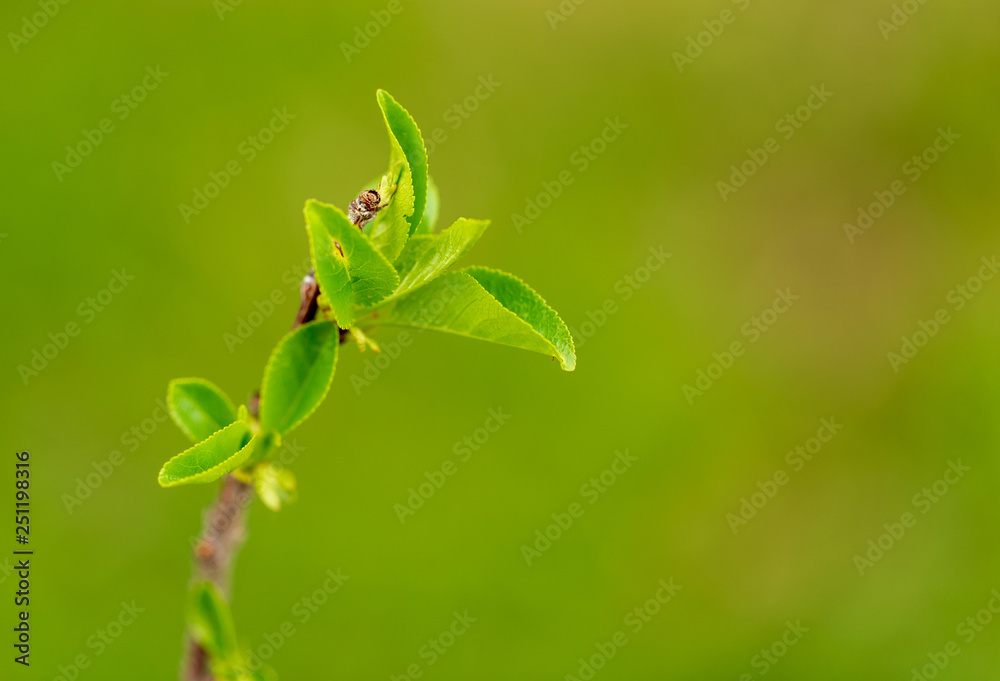 Young green leaves on a tree in spring Young green leaves on a tree in spring
