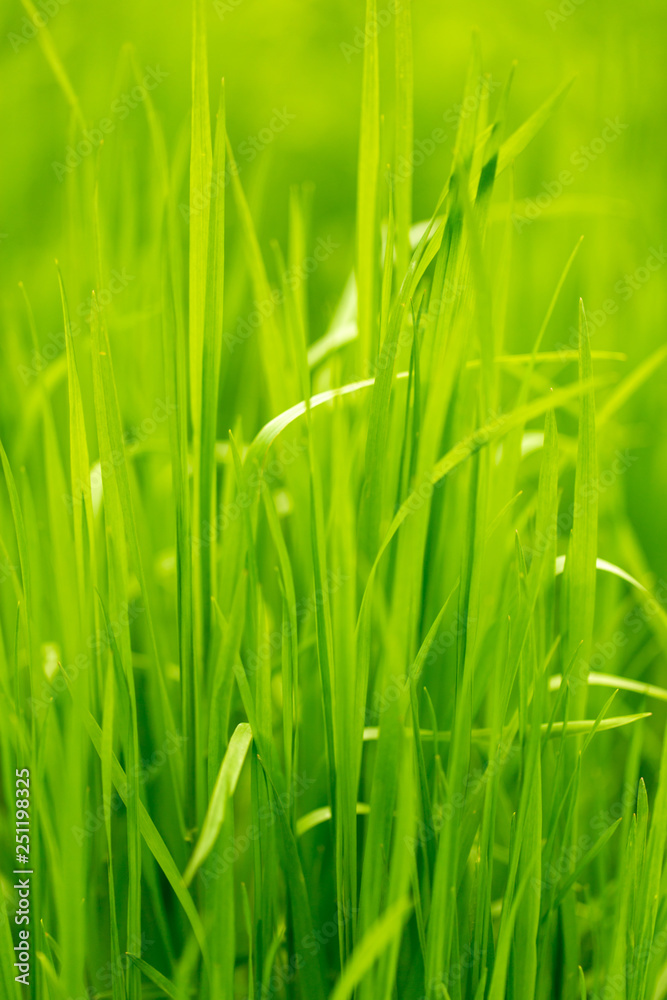 Green grass on nature as background Green grass on nature as background