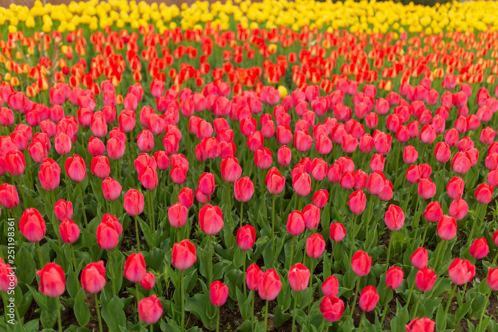 Multicolored tulips in the park as a background Multicolored tulips in the park as a background