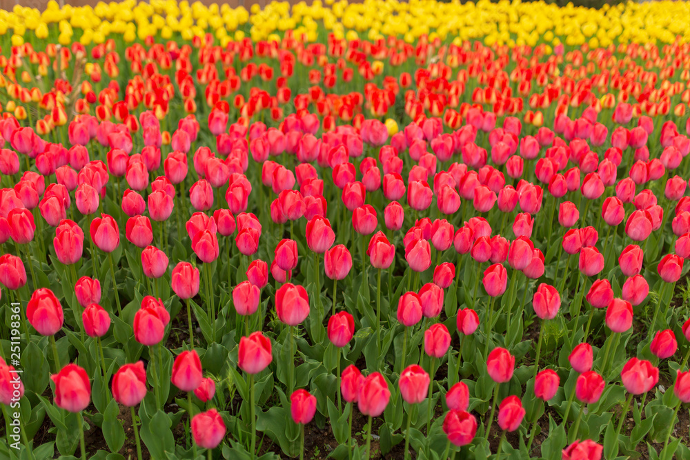 Multicolored tulips in the park as a background