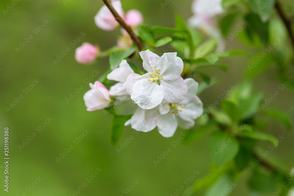 Flowers on the branches of apple trees in spring