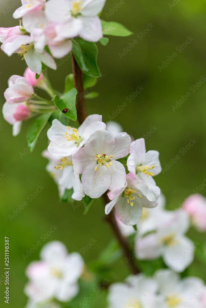 Fototapeta premium Flowers on the branches of apple trees in spring