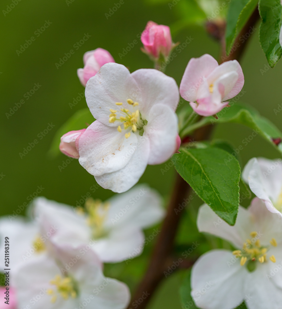 Flowers on the branches of apple trees in spring Flowers on the branches of apple trees in spring