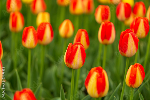 Red tulips in the park as background