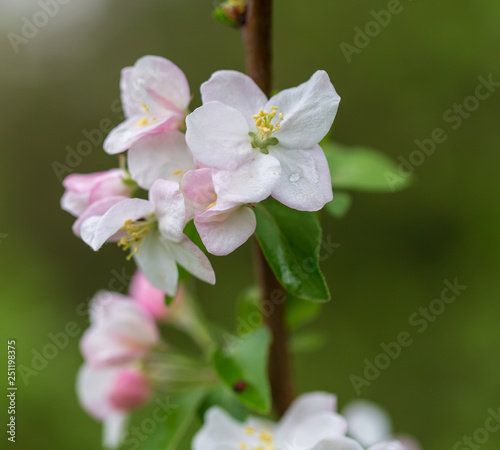 Flowers on the branches of apple trees in spring