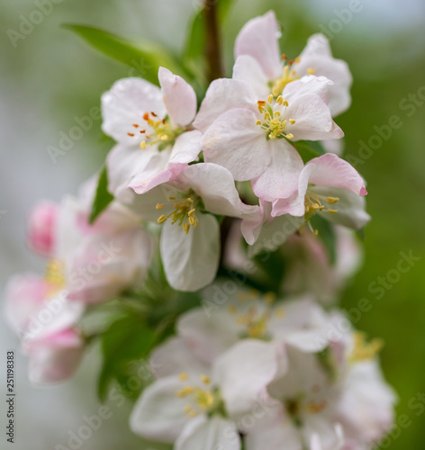 Flowers on the branches of apple trees in spring