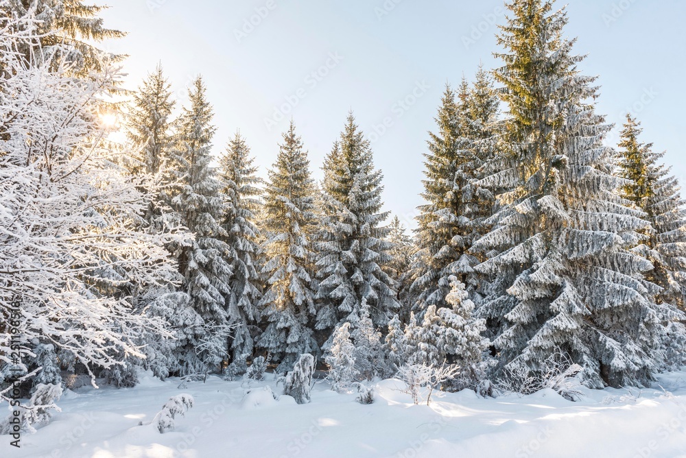 Obraz premium Mountain winter forest trees with sun light 