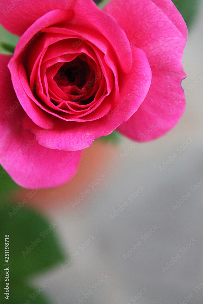 Rosellina Rosellina