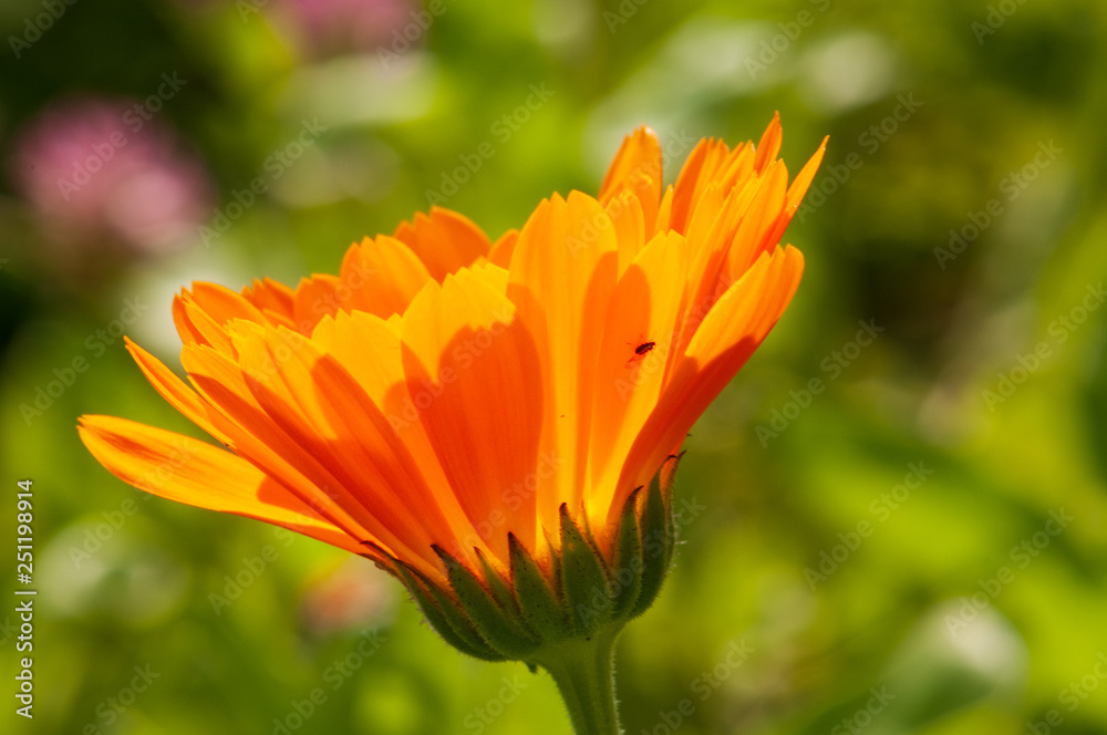 Calendula officinalis, marigold in a herb garden in a sunlight Calendula officinalis, marigold in a herb garden in a sunlight