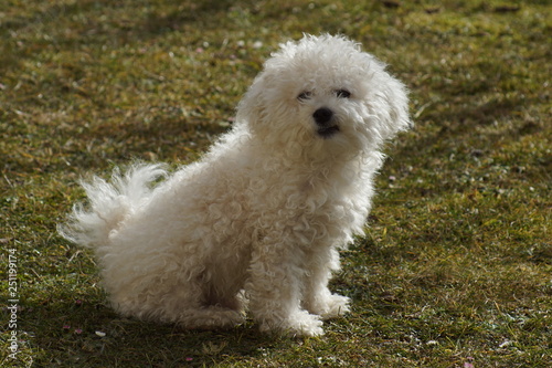 hund, haustier, tier, weiß, hübsch, portrait, flaumig, süss, säugetier, einheimisch, haar, gering, reinrassig, gewellt, komisch, freund, Bologneser, buddy