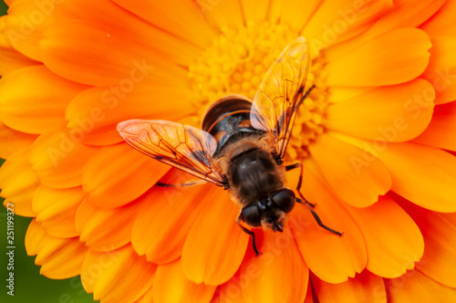 Calendula officinalis, marigold in a herb garden in a sunlight  with honey bee