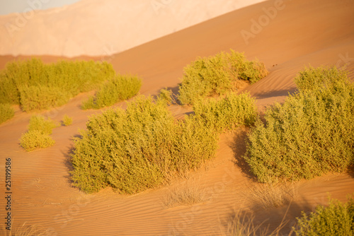 Huge dunes of the desert. Beautiful structures of yellow sand dunes. United Arab Emirates. Asia.