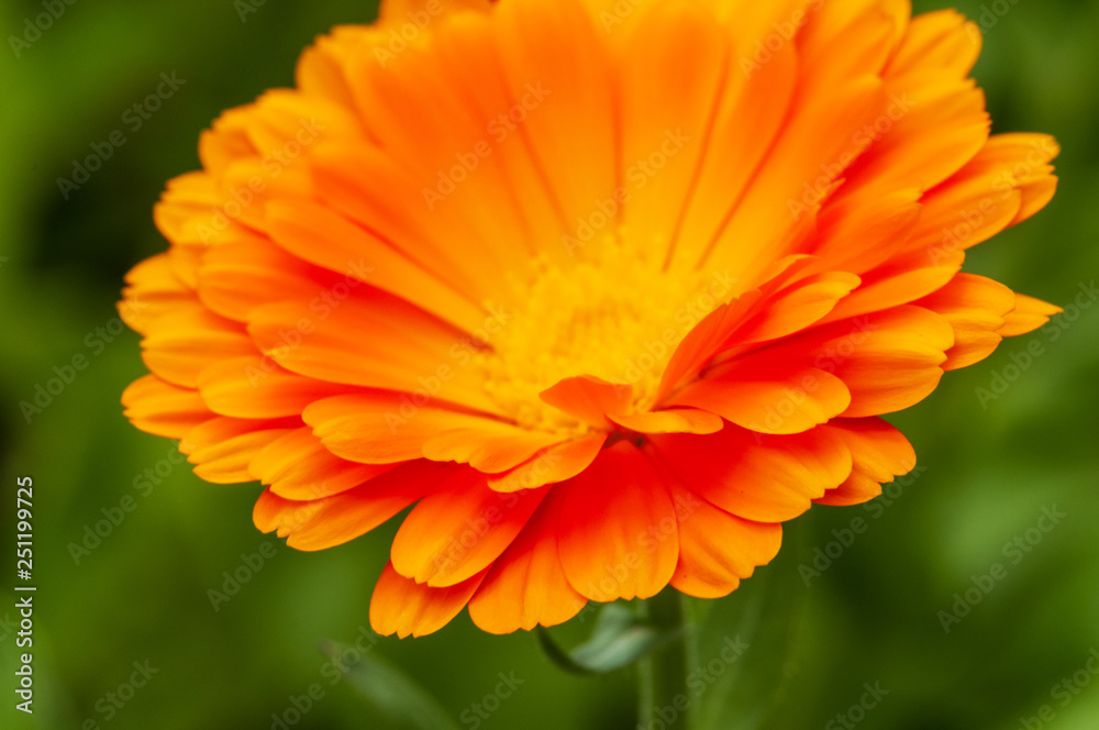 Calendula officinalis, marigold in a herb garden in a sunlight Calendula officinalis, marigold in a herb garden in a sunlight