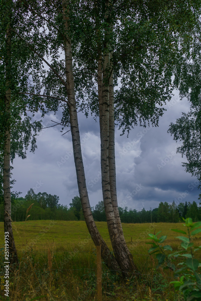 Fototapeta premium Birches on the edge of the field in the village. The photo was taken in Latvia.