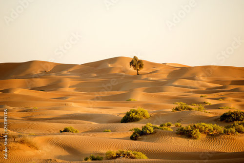 Huge dunes of the desert. Beautiful structures of yellow sand dunes. United Arab Emirates. Asia. © Alena