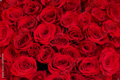 Floral wallpaper of red roses.