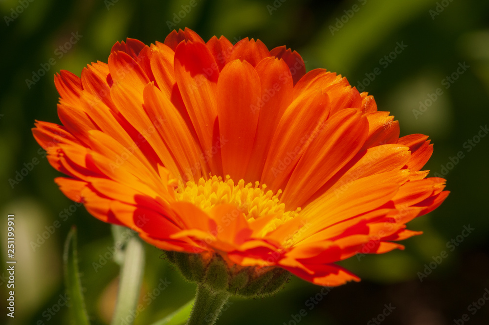 Calendula officinalis, marigold in a herb garden in a sunlight Calendula officinalis, marigold in a herb garden in a sunlight