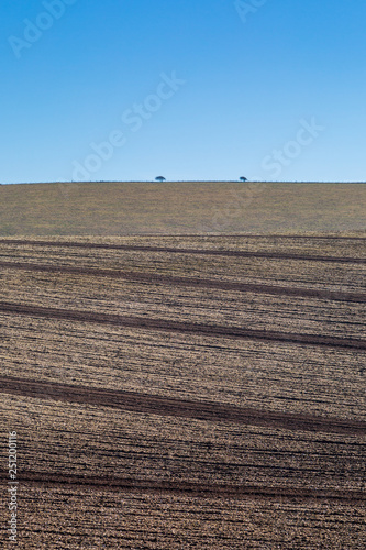 Two trees on the horizon of a hill, with ploughed fields in the foreground