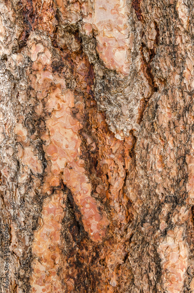 Thick Tree Bark Background Texture Thick Tree Bark Background Texture