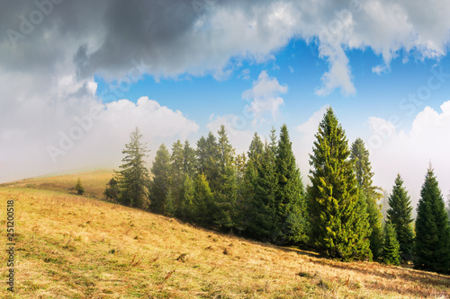 coniferous forest on the hillside in fog. spruce trees down the hill, grassy meadow with weathered grass. beautiful sunny autumn weather with cloudy sky