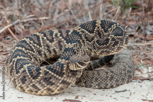 Canvastavla Eastern diamondback
